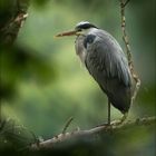 Graureiher (Grey heron)