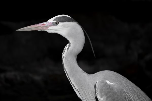Graureiher - Grey Heron