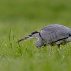 Graureiher / Grey Heron (Ardea cinerea)