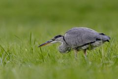 Graureiher / Grey Heron (Ardea cinerea)