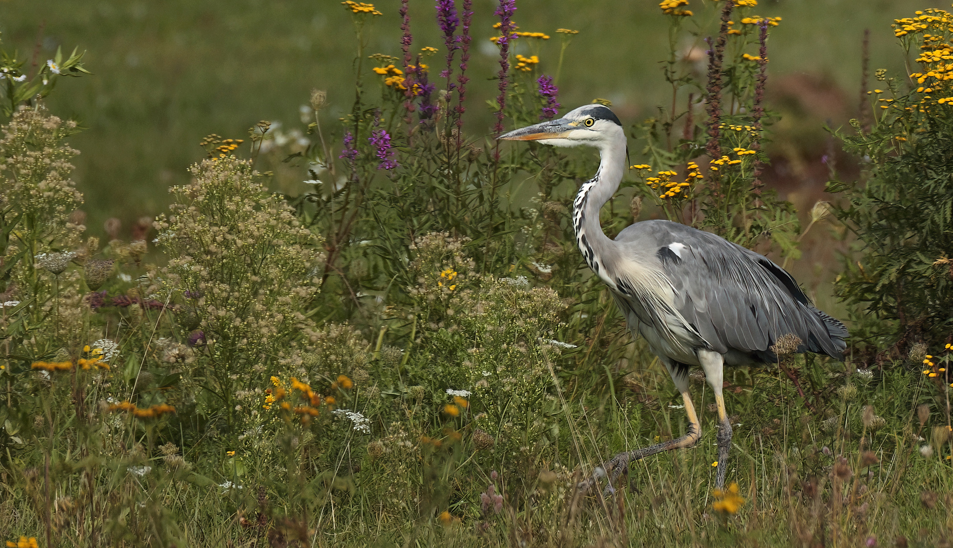 Graureiher-Grey Heron-(Ardea cinerea)