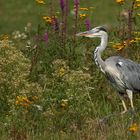 Graureiher-Grey Heron-(Ardea cinerea)