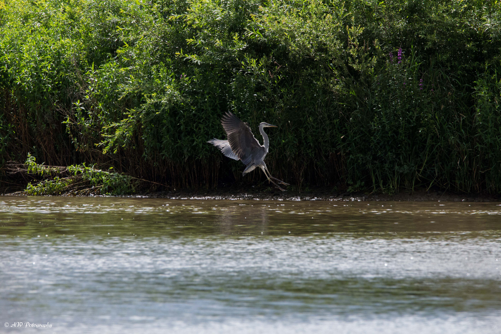 Graureiher / Grey Heron