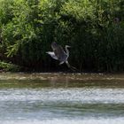 Graureiher / Grey Heron