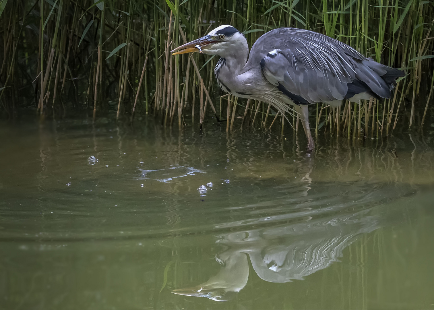 Graureiher hat endlich den Fisch erwischt 