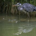 Graureiher hat endlich den Fisch erwischt 