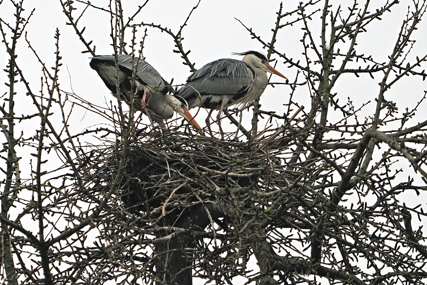 Graureiher, hoch oben im Horst...