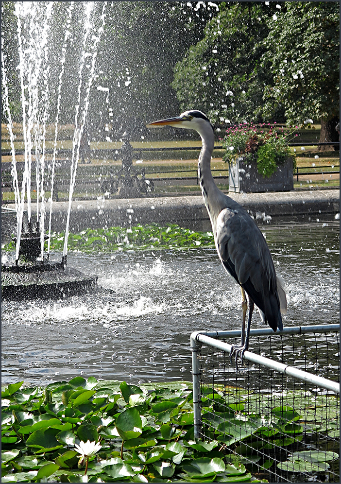 Graureiher - Hyde Park - London