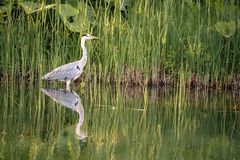 Graureiher im Abendlicht( Ardea cinerea cinerea) 