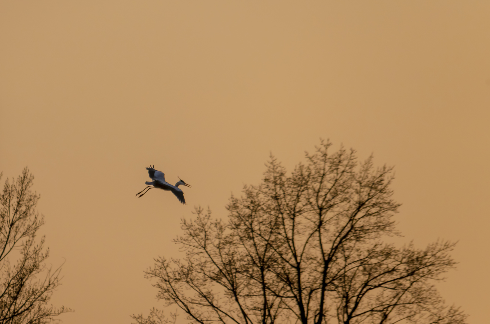 Graureiher im Abendlicht