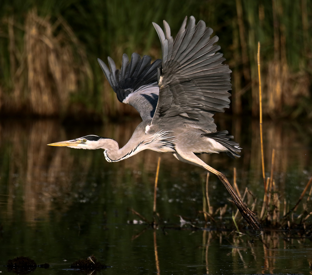 Graureiher im Abflug