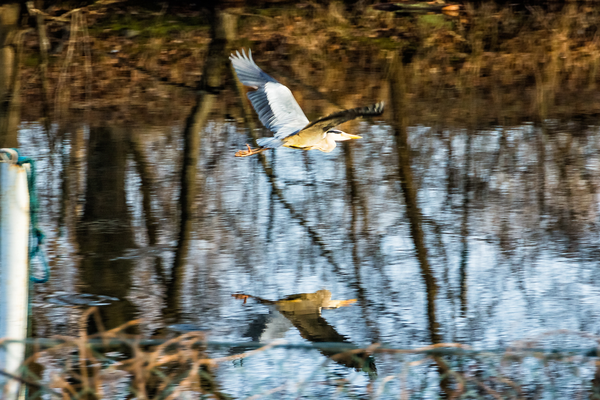 Graureiher im Abflug