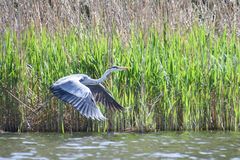 Graureiher im Abflug