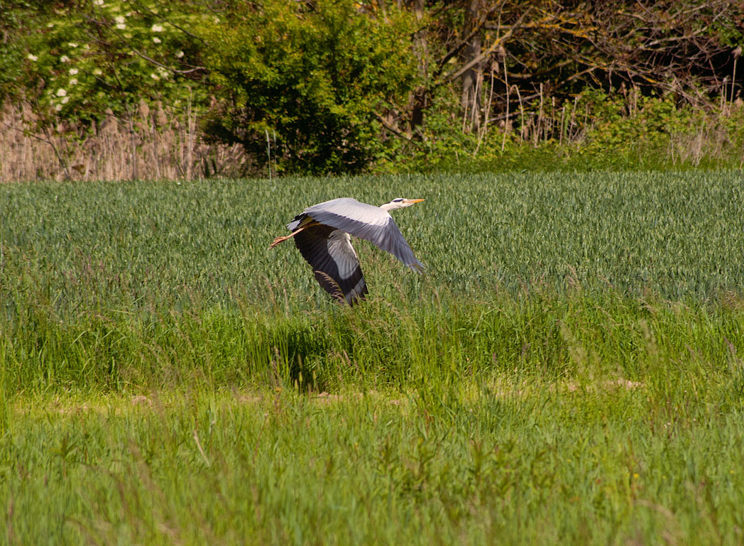 Graureiher im Abflug