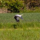 Graureiher im Abflug