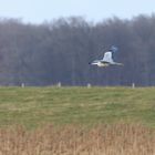 Graureiher im Abflug