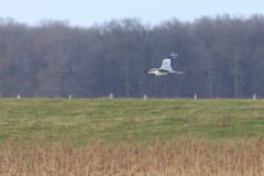 Graureiher im Abflug