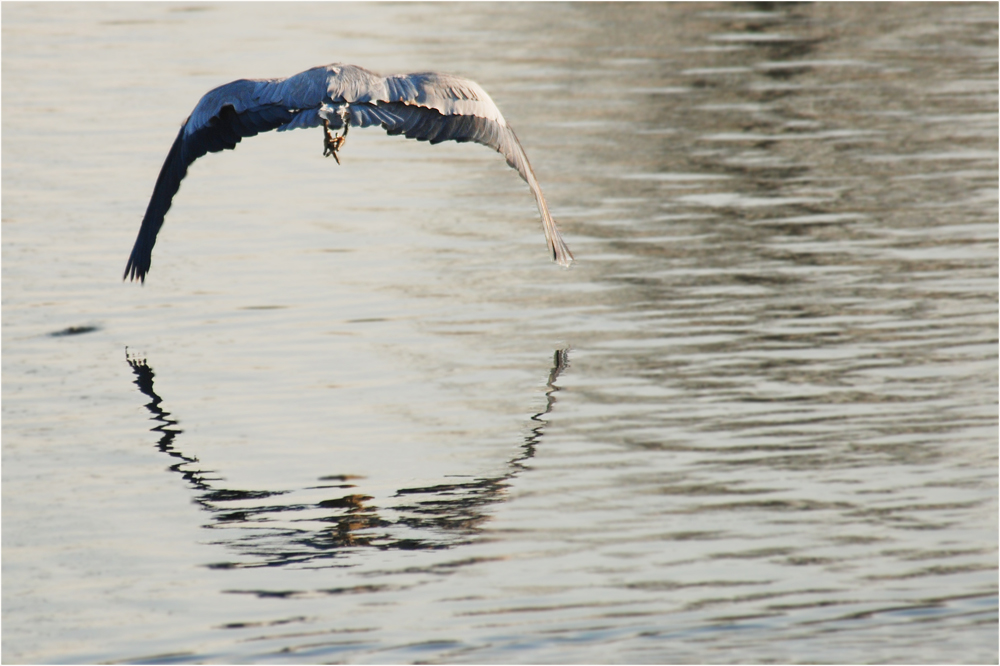 Graureiher im Abflug