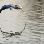 Graureiher im Abflug