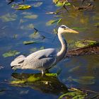 Graureiher im Allerpark Wolfsburg am 22.04.2020