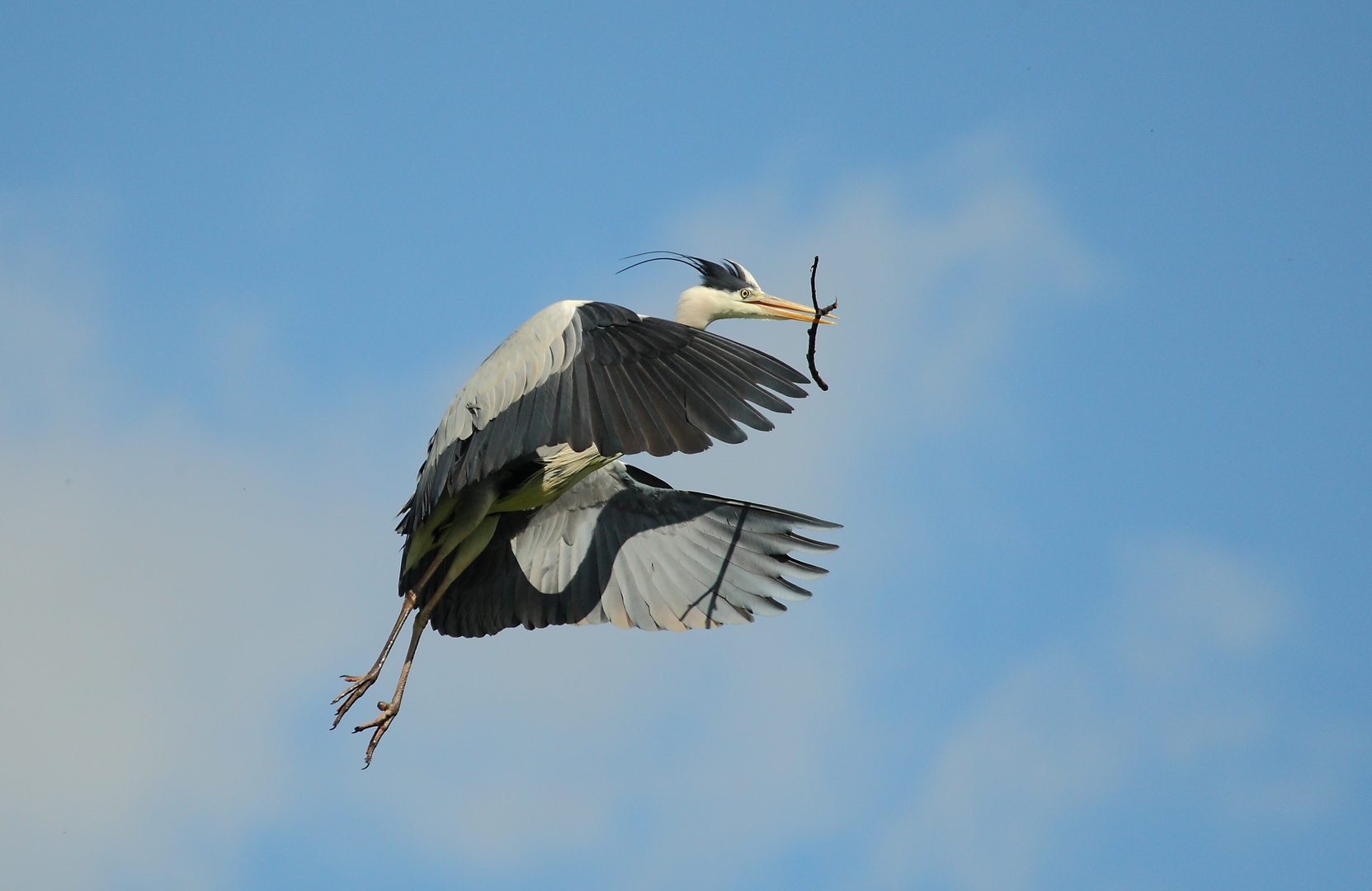 Graureiher im Anflug