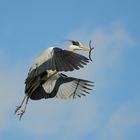 Graureiher im Anflug