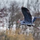 Graureiher im Anflug