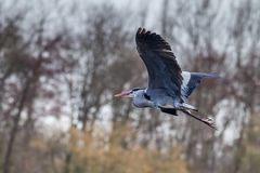 Graureiher im Anflug