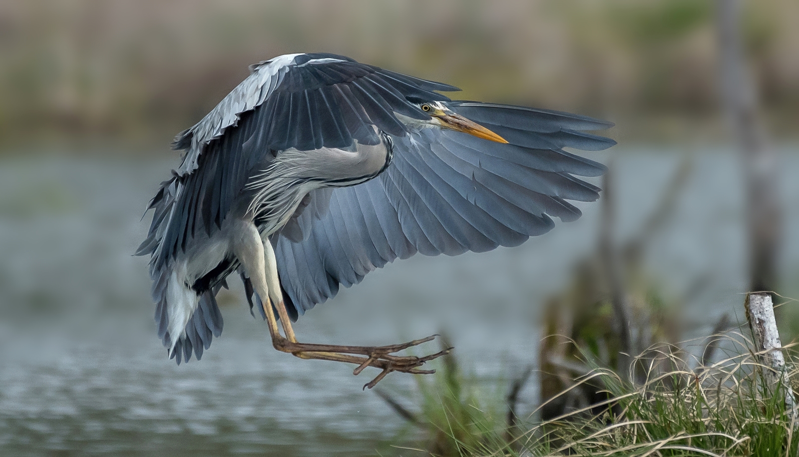 Graureiher im Anflug