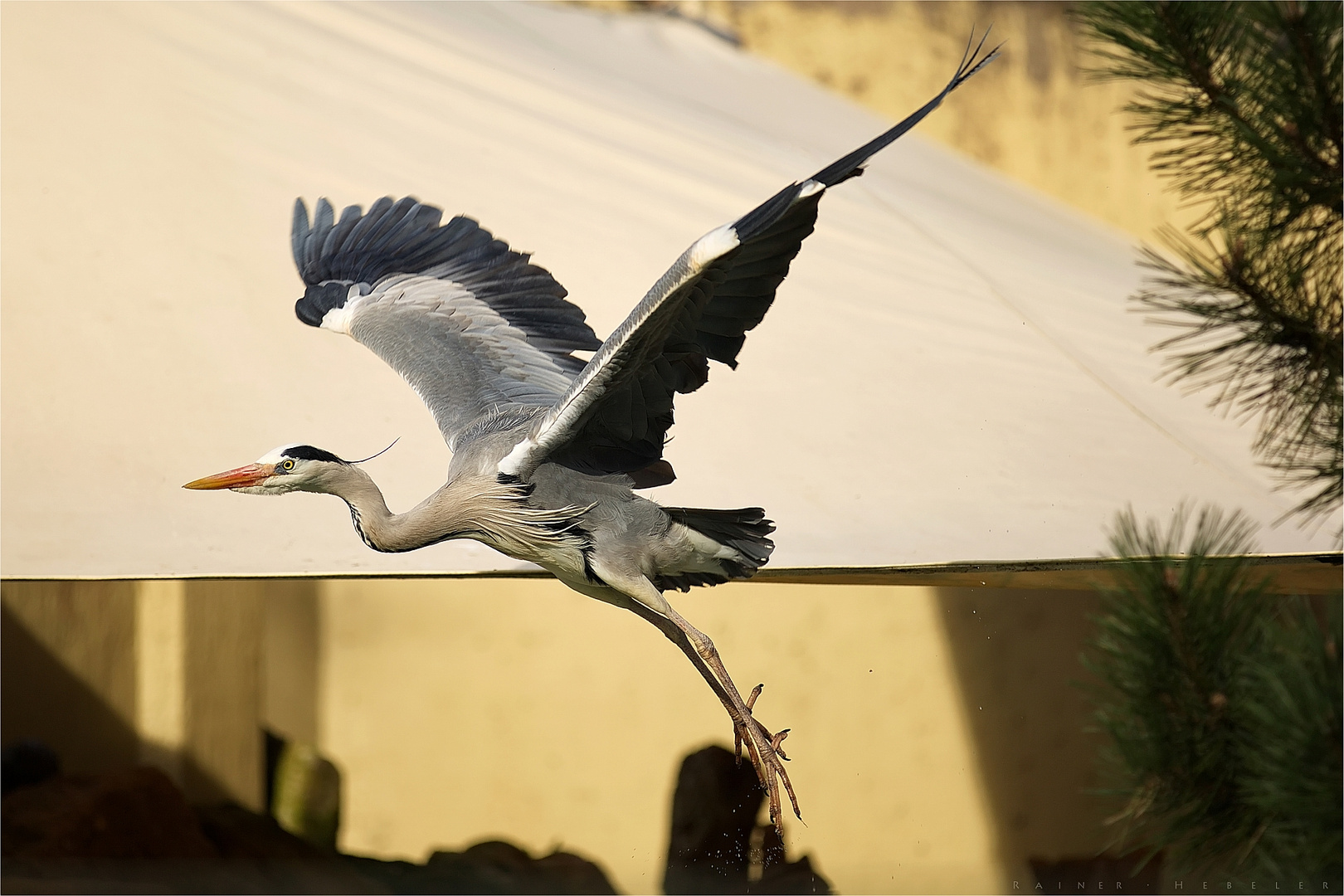 Graureiher im Anflug (2)