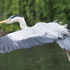 Graureiher im Anflug