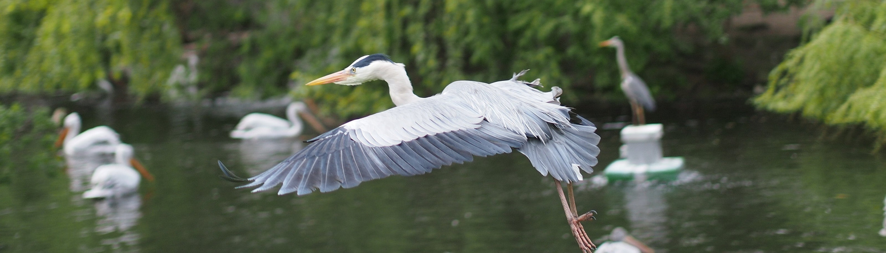 Graureiher im Anflug