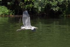 Graureiher im Anflug