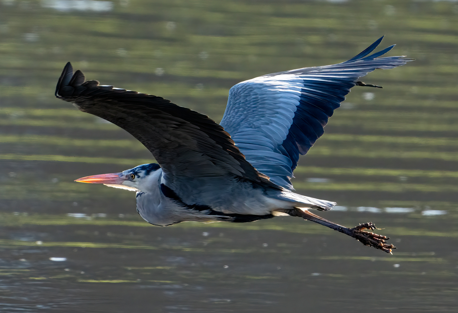 Graureiher im Anflug