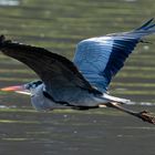 Graureiher im Anflug