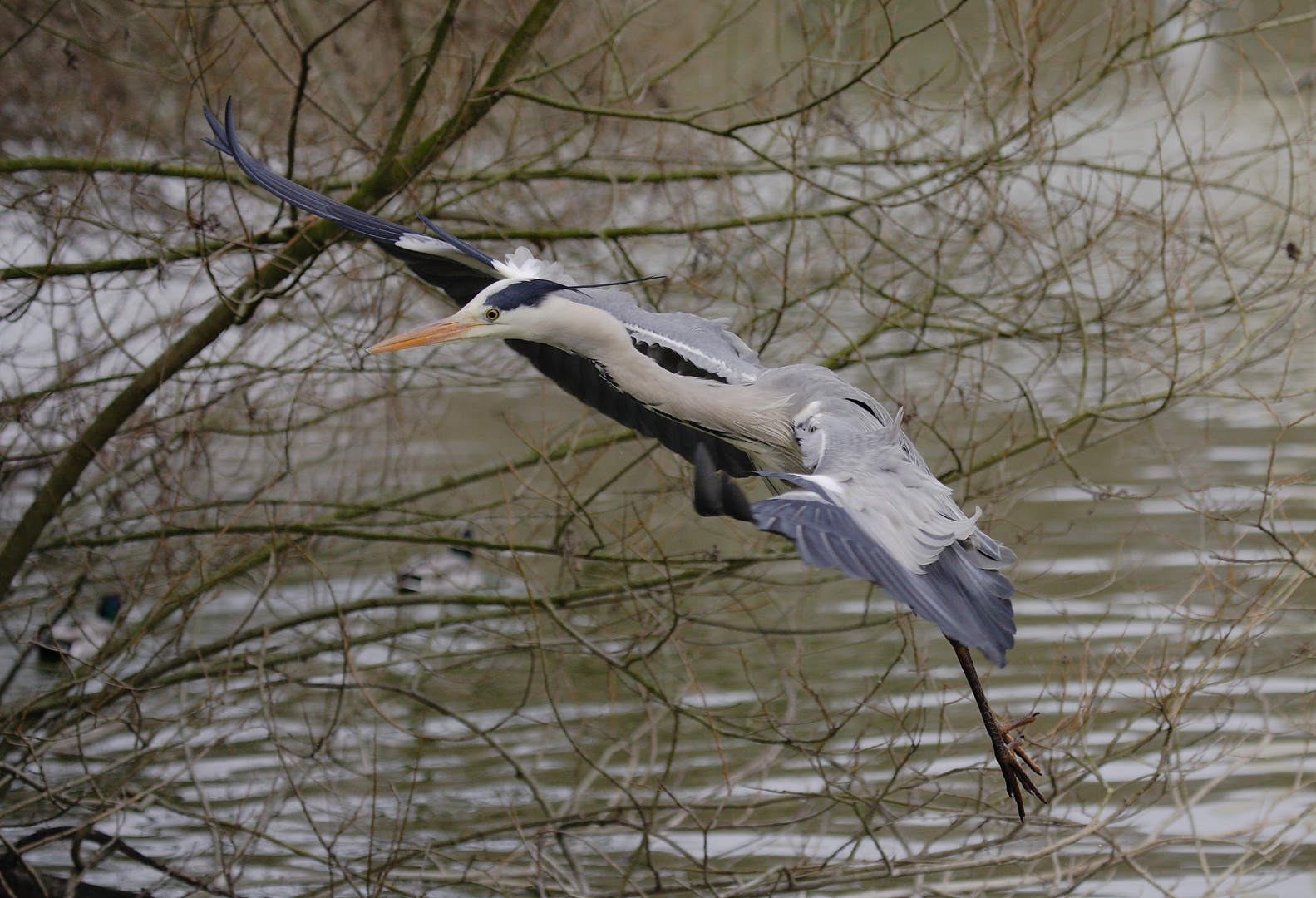 Graureiher im Anflug