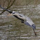 Graureiher im Anflug