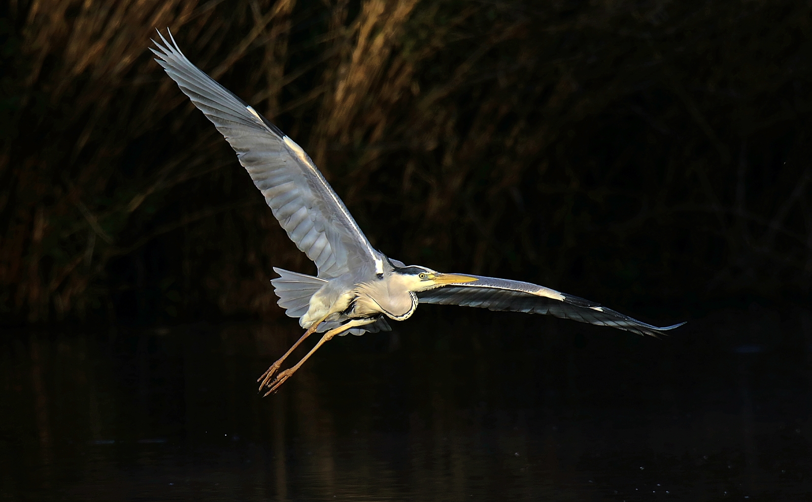 Graureiher im Anflug