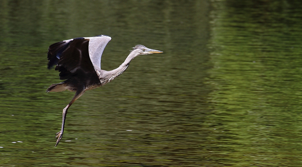 Graureiher im Anflug