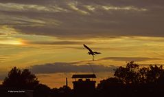 Graureiher im Anflug