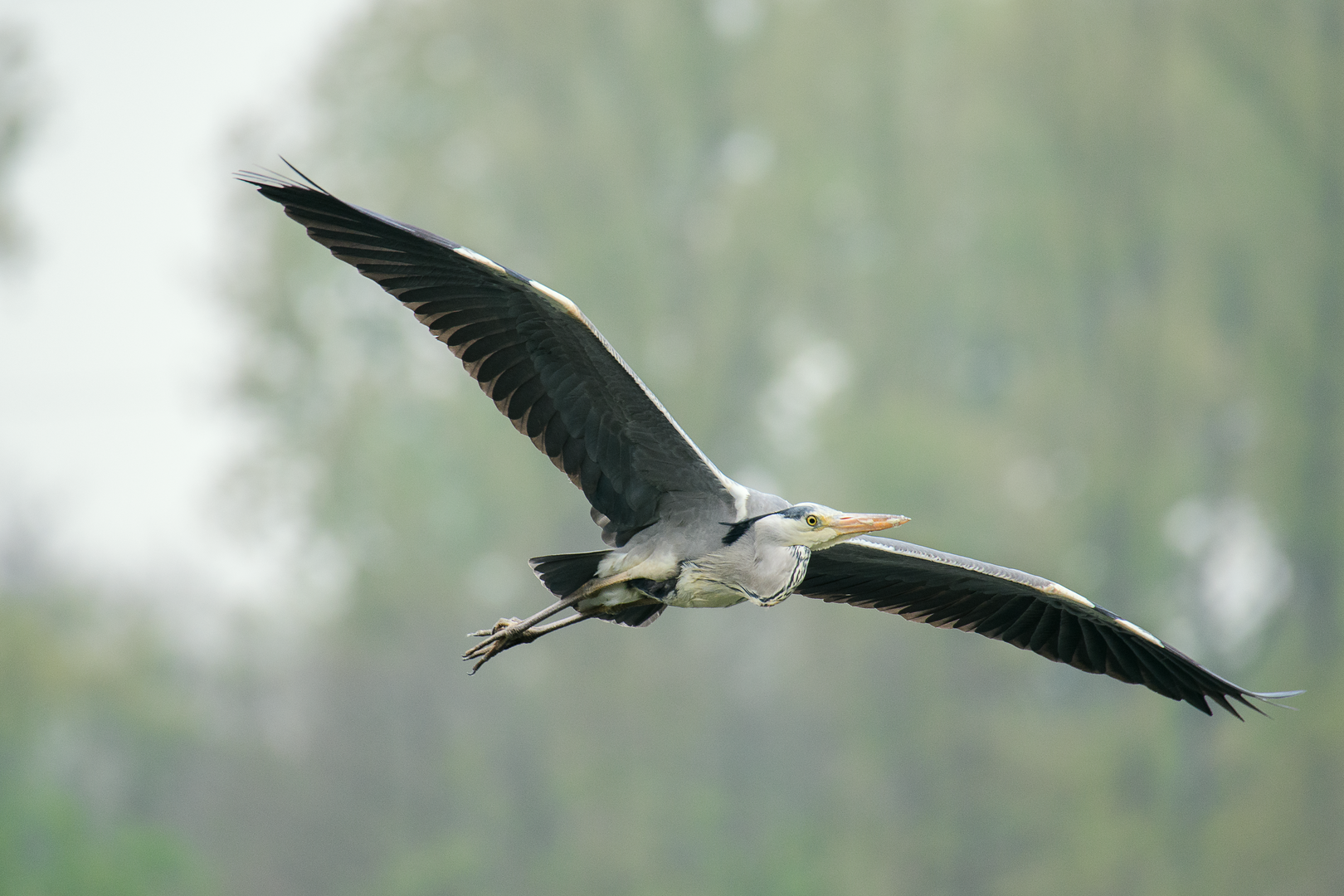 Graureiher im Anflug