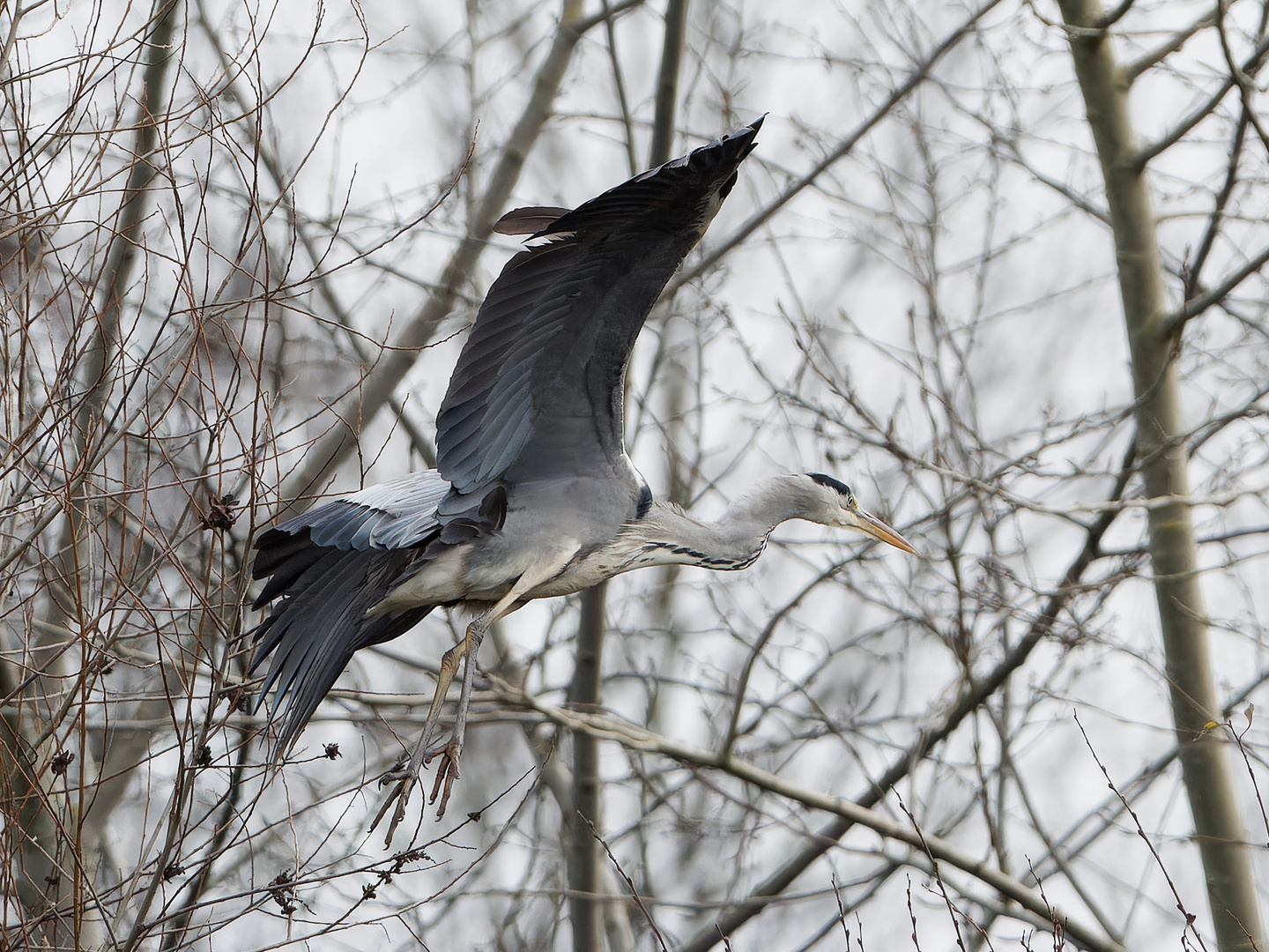 Graureiher im Anflug 