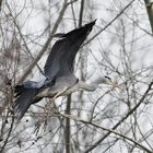 Graureiher im Anflug 