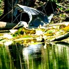 Graureiher im Anflug (Ardea cinerea)