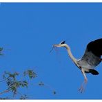 - Graureiher im Anflug - (Ardea cinerea )