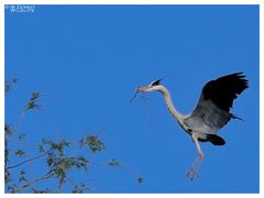 - Graureiher im Anflug - (Ardea cinerea )