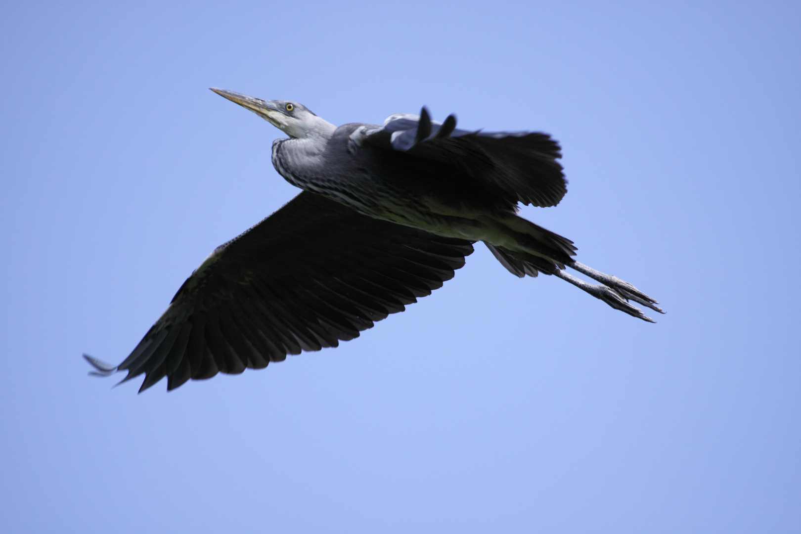 Graureiher im Anflug auf die Kolonie