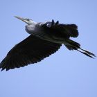 Graureiher im Anflug auf die Kolonie