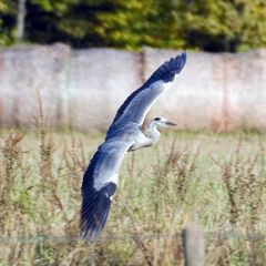 Graureiher im Anflug auf Landbahn 23R