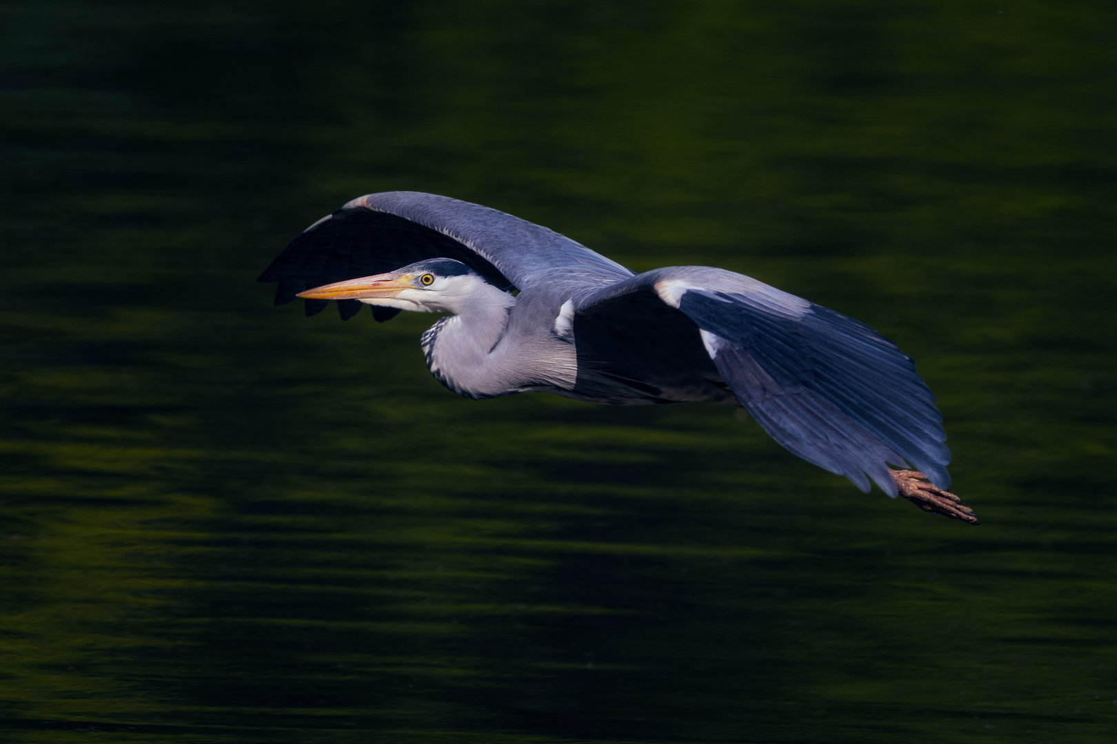 Graureiher im Anflug...